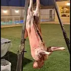 شوي خارجي في الأستراحات