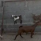 معزا متابيع
