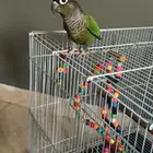طائر كنيور قرين شك يتكلم يقول سلام عليكم. حبيبي بيسو وو