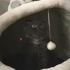 قطه