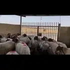 نعيم مضاريع