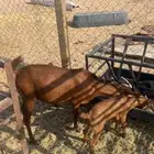عنز جنوبيه متبع بتيسين
