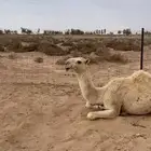 للبيع قعود كفو