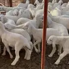 بهم تربيه