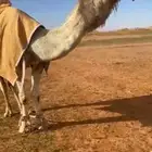 للبيع البعير