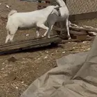 جفرات عفر دفيع