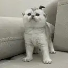 قطط سكوتش فولد سلفر بيور للبيع