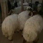 نعيم ضحيا وحريات كفو