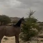 مهر
