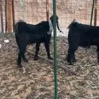 ذبايح. مع التوصيل وتمارا