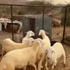 5 طليان حري الحقو الزين ي أهل الزين