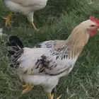 ديك لوهمان احجام جمامبو