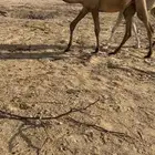 مفاريد كفو