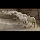 ضان مقاني للبيع.. تم البيع