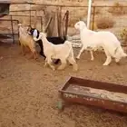 جفار وتيوس
