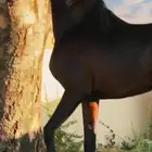 حصان سبوق وحار