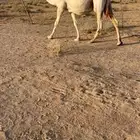 لقحه ملاقي قريب