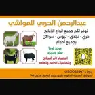 ذبائح طليان حري-نجدي-سواكن-نعيمي-تيوس