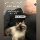 قطة مفقودة