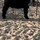جفر مشروع فحل