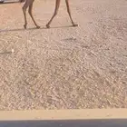 للبيع البكره الصفرا الكفو