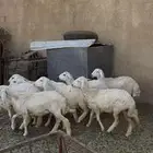 خرفان كفو ومتربيه عندي بظهران الجنوب ذبايح كفو ومشروطه