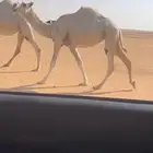 للبيع بكره الوضحا لقيه ابوها رماني