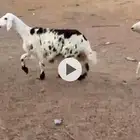 خروف ورخل