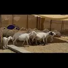ضان دفيع حشيد