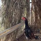ديك شامو ياباني