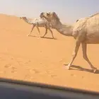 القحاه شقحاء سنه لقه 8شهر شقحاء لقه ضربه صفراء سنه شقه القح