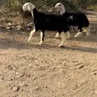 رخال نجد صنف
