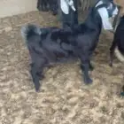 تيس للبيع مشروط مقفل