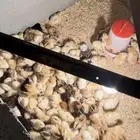 كتاكيت بلدي