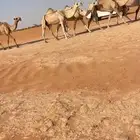 نياق