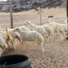طليان ورخال مقفله العدد 16