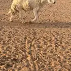فحل حري فاخر