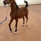 مهر شيخ
