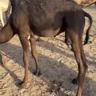 قعود مجهم للبيع