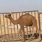بكره مفروده شعلا للبيع