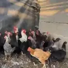 دجاج تم البيع