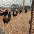 ديوك بلدي