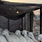 رخال العدد 13