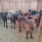 معزا مقنوي