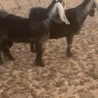 عنز للبيع