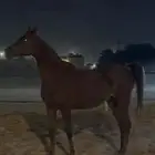 افراس للبيع