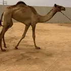 بكره حقه هجن