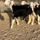 رخال نجد صنف ( تم البيع )