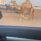 شقحا كفو