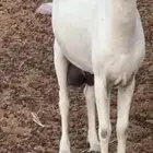 عنز بيشيه فاخره
